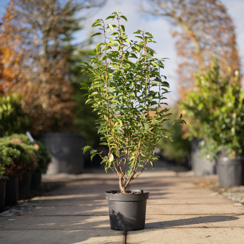 Prunus lusitanica 'Myrtifolia' - Image 6