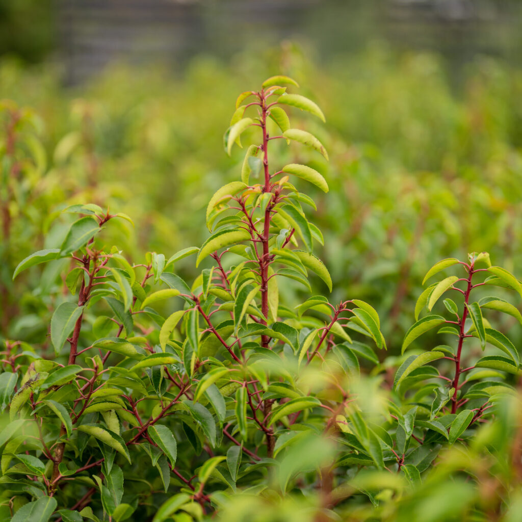 Prunus lusitanica 'Myrtifolia' - Image 2