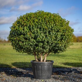 Prunus lusitanica ‘Myrtifolia’ (Portuguese Laurel)