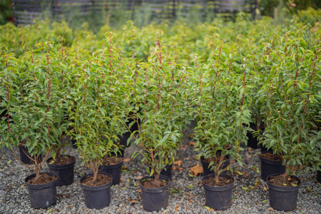Prunus lusitanica 'Myrtifolia' - Image 5