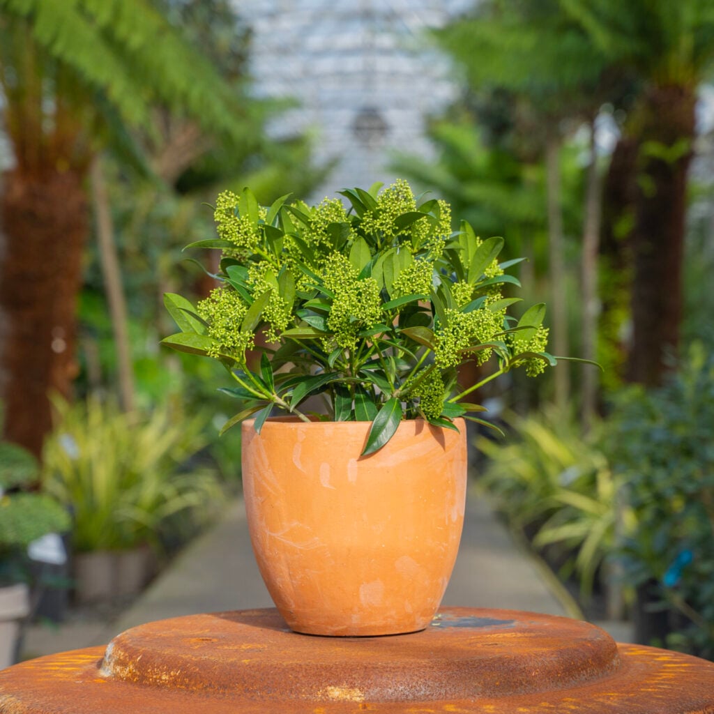 Skimmia x confusa 'Kew Green'
