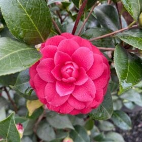 Camellia japonica 'Black Lace'
