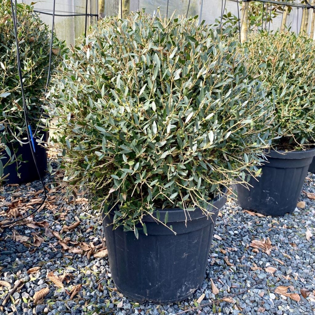 Phillyrea angustifolia