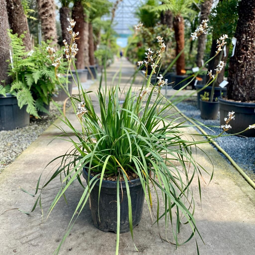 Buy Libertia chilensis Architectural Plants