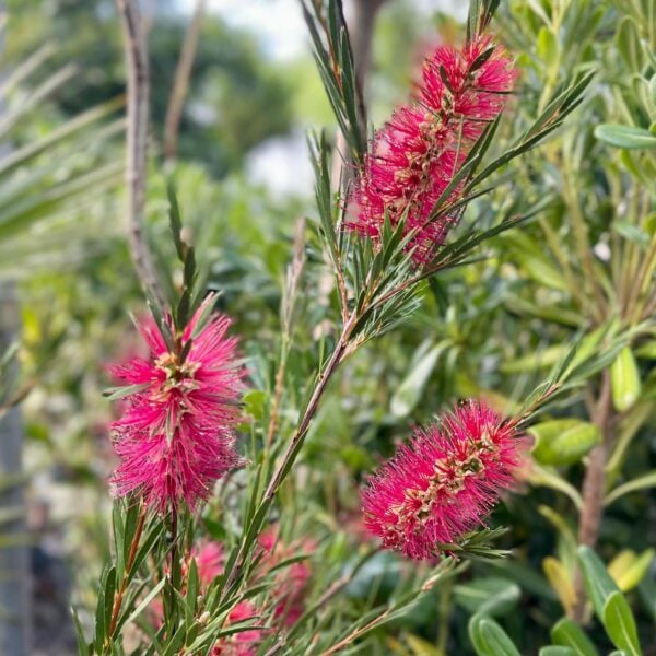 Callistemon subulatus (Bottlebrush/Tina Turner)