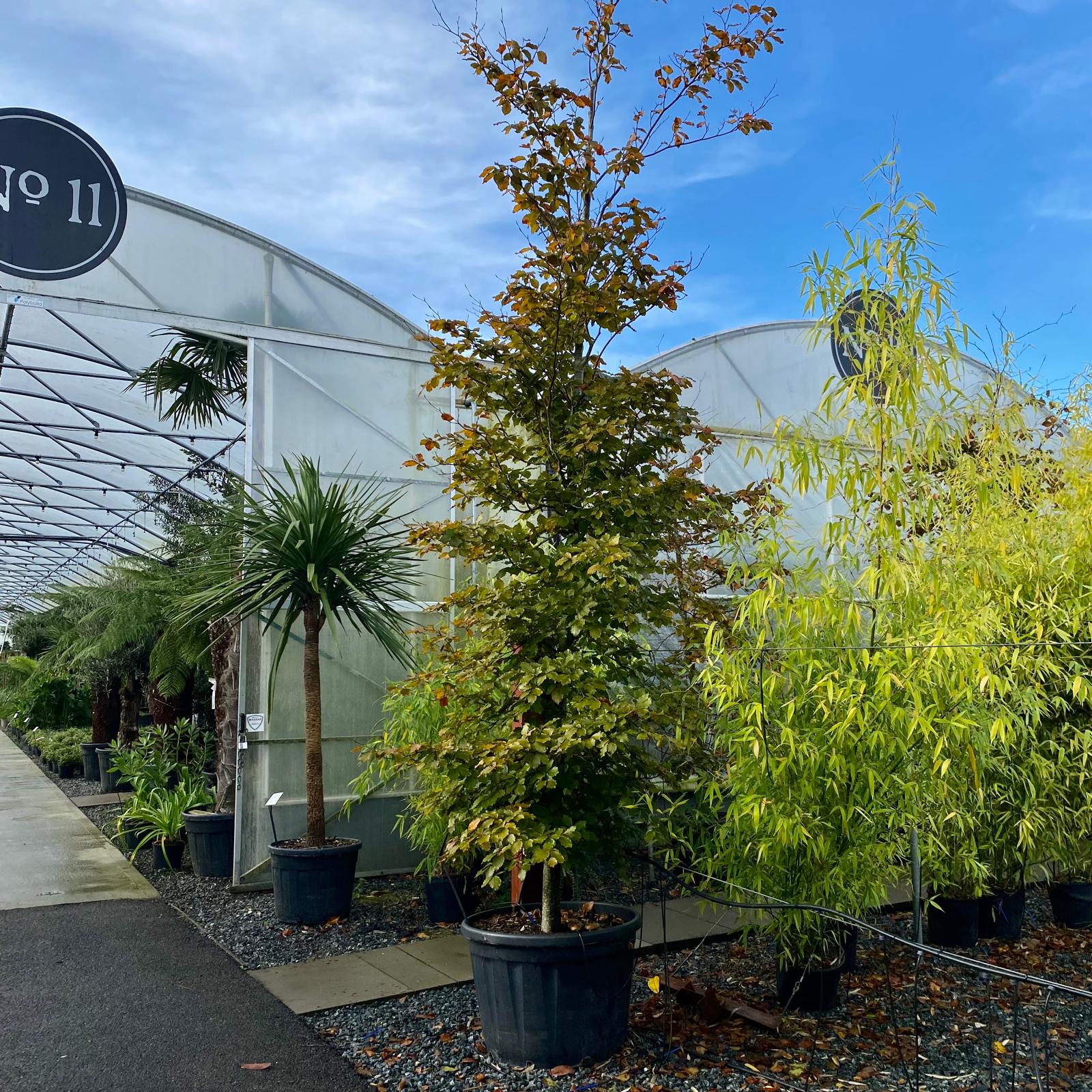 Fagus sylvatica 'Purpurea' - Image 3