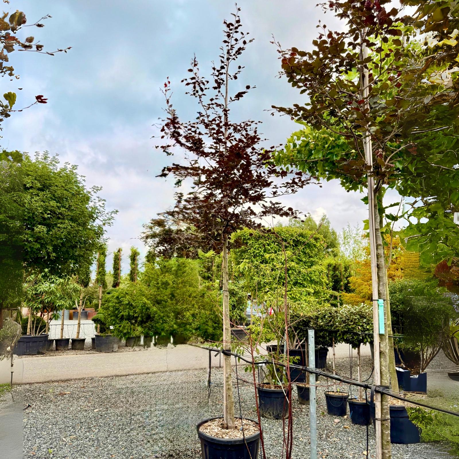 Fagus sylvatica 'Purpurea' - Image 2