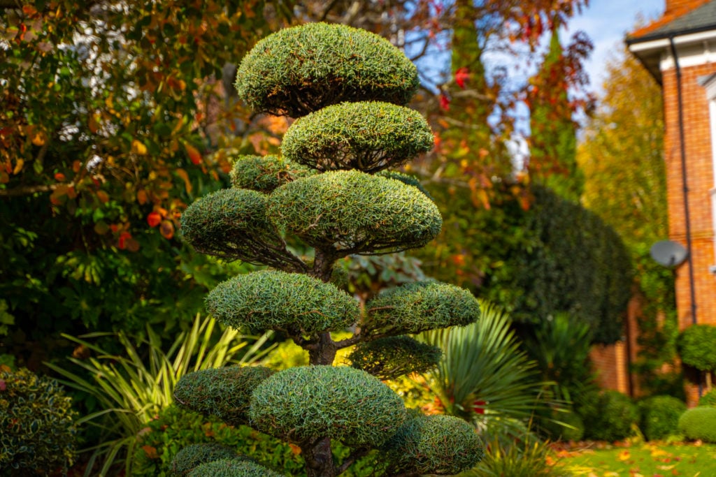 Cupressus arizonica 'Niwaki' - Image 3