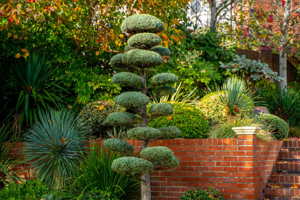 Cupressus arizonica 'Niwaki'