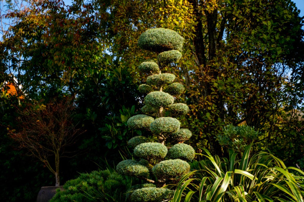 Cupressus arizonica 'Fastigiata' - Niwaki (V1, CAV1)