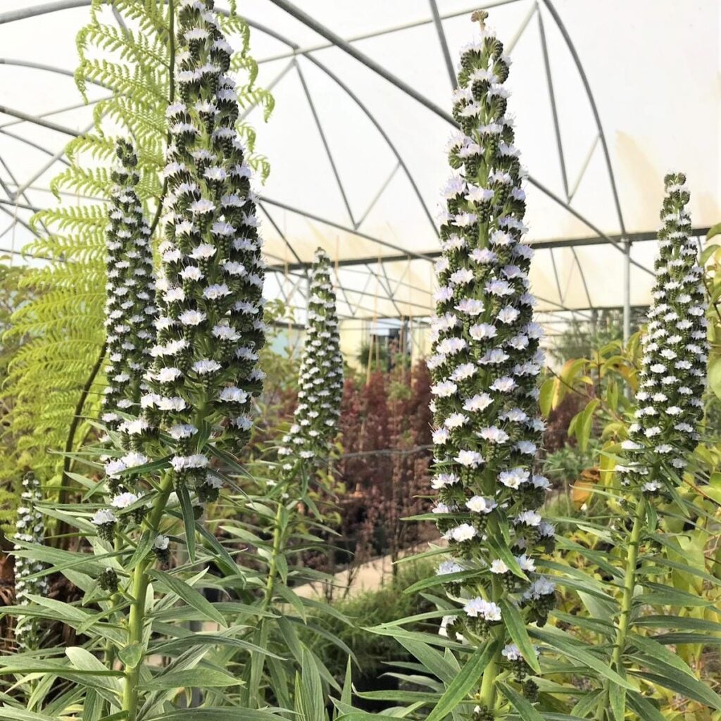 Echium fastuosum