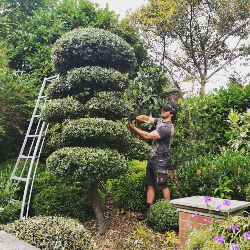 Quercus ilex - Niwaki (N1, HG)