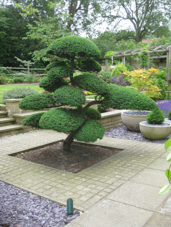 Niwaki Cloud Trees In The Uk Enquire Architectural Plants