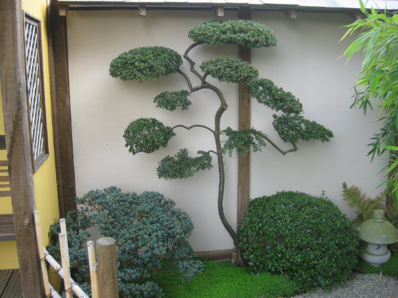 Niwaki Cloud Trees In The Uk Enquire Architectural Plants