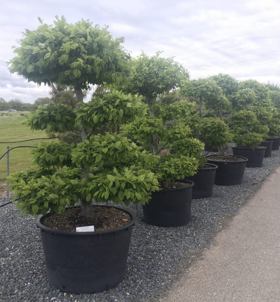Fagus sylvatica - Niwaki