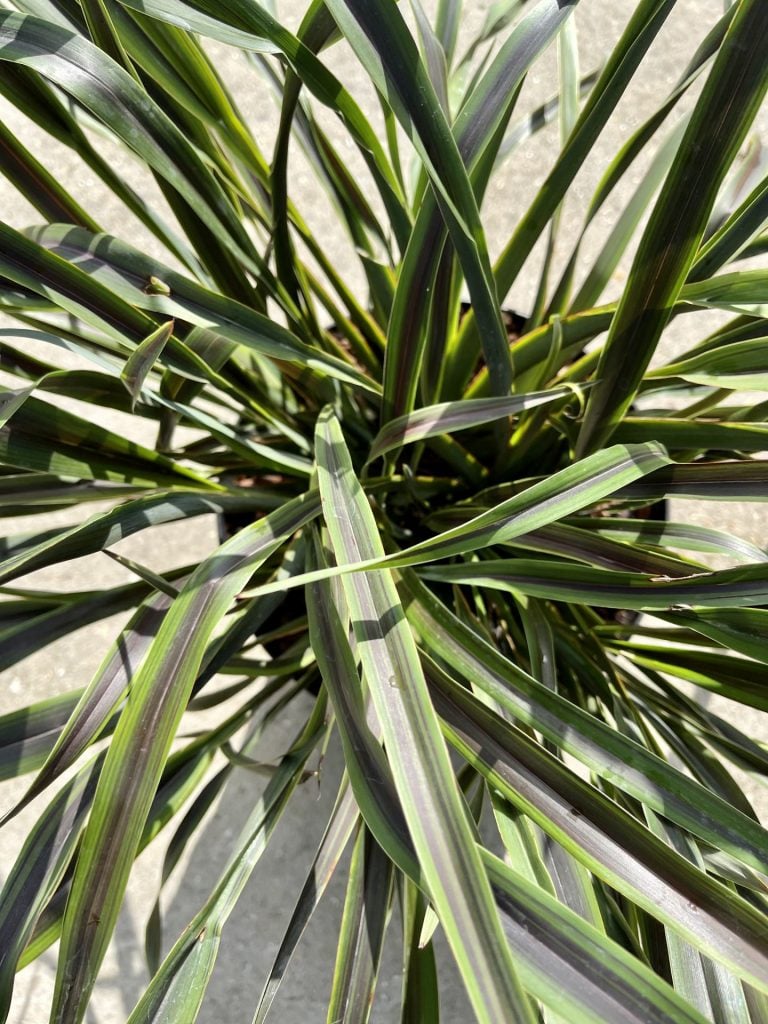 Phormium cookianum 'Licorice & Lime' - Image 2
