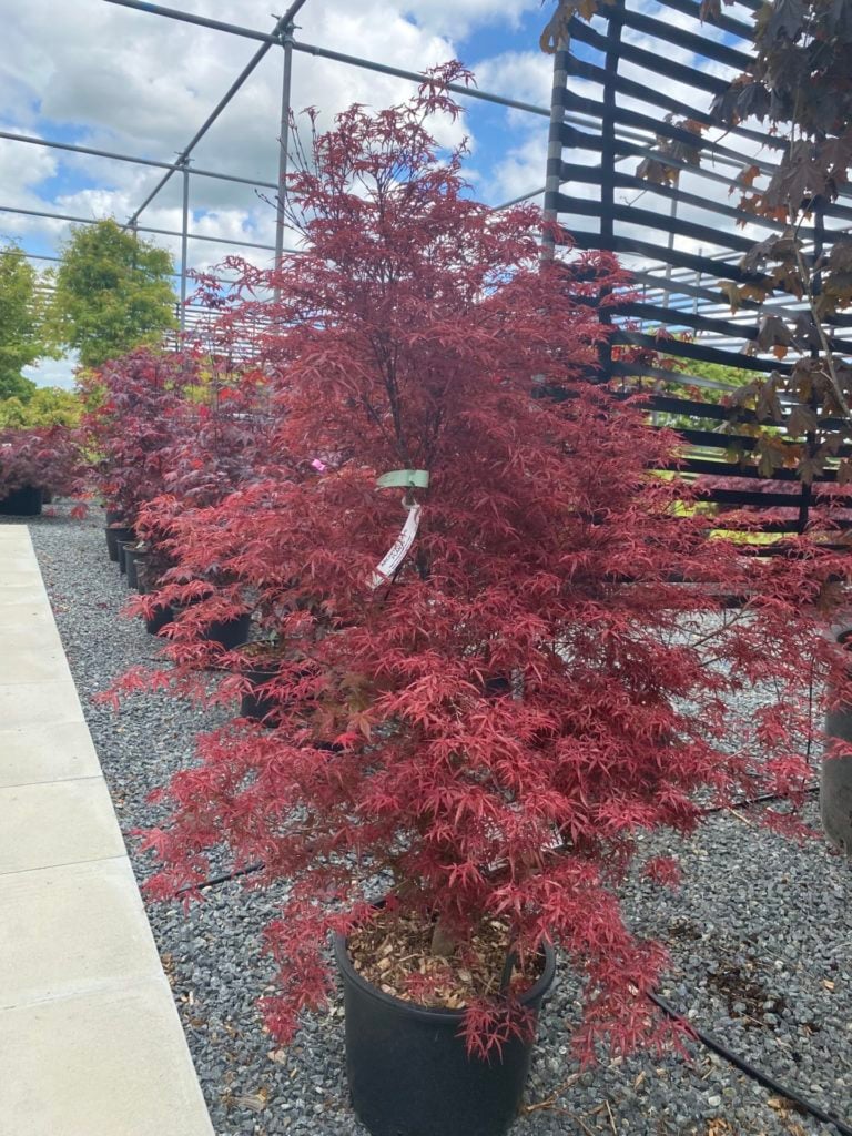 Acer palmatum dissectum 'Beni-shidare tricolor' - Image 3