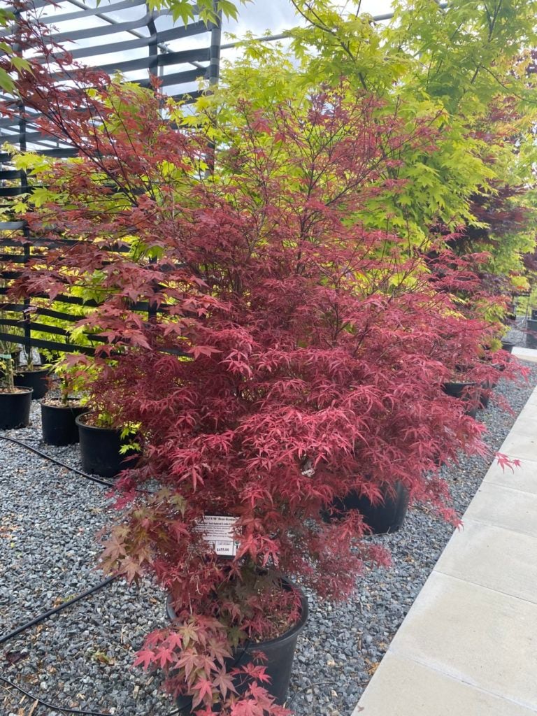 Acer palmatum dissectum 'Beni-shidare tricolor' - Image 2