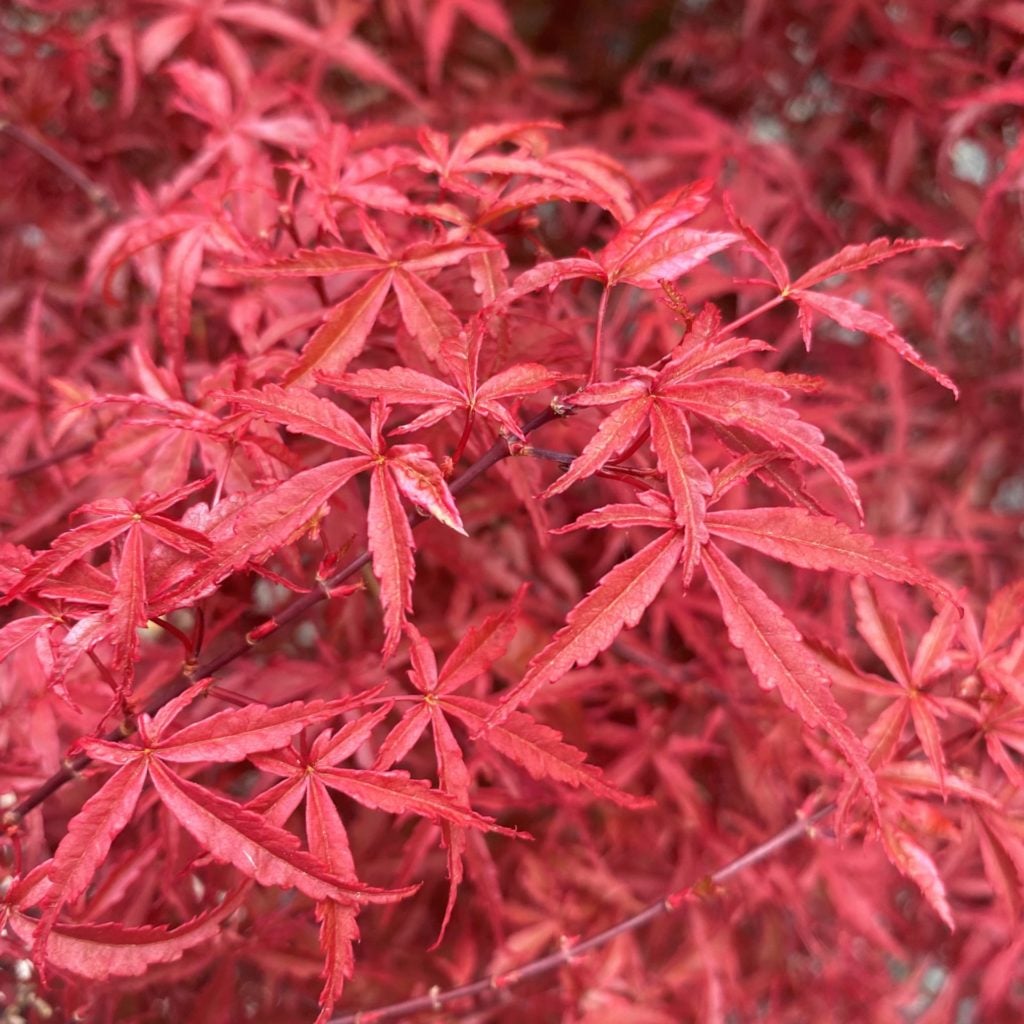 Acer palmatum dissectum 'Beni-shidare tricolor'