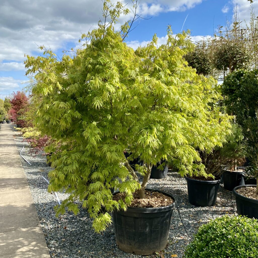 Acer palmatum 'Elegans'