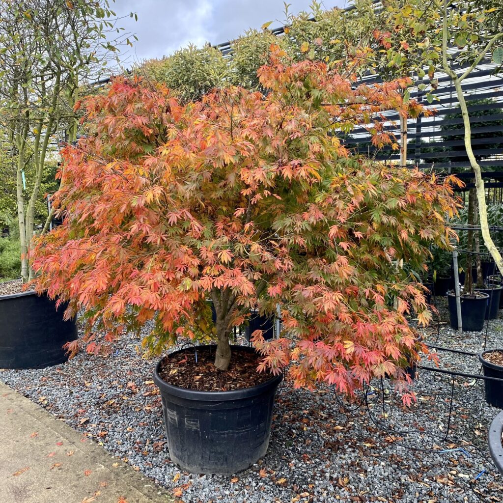 Acer palmatum 'Elegans' - Image 2