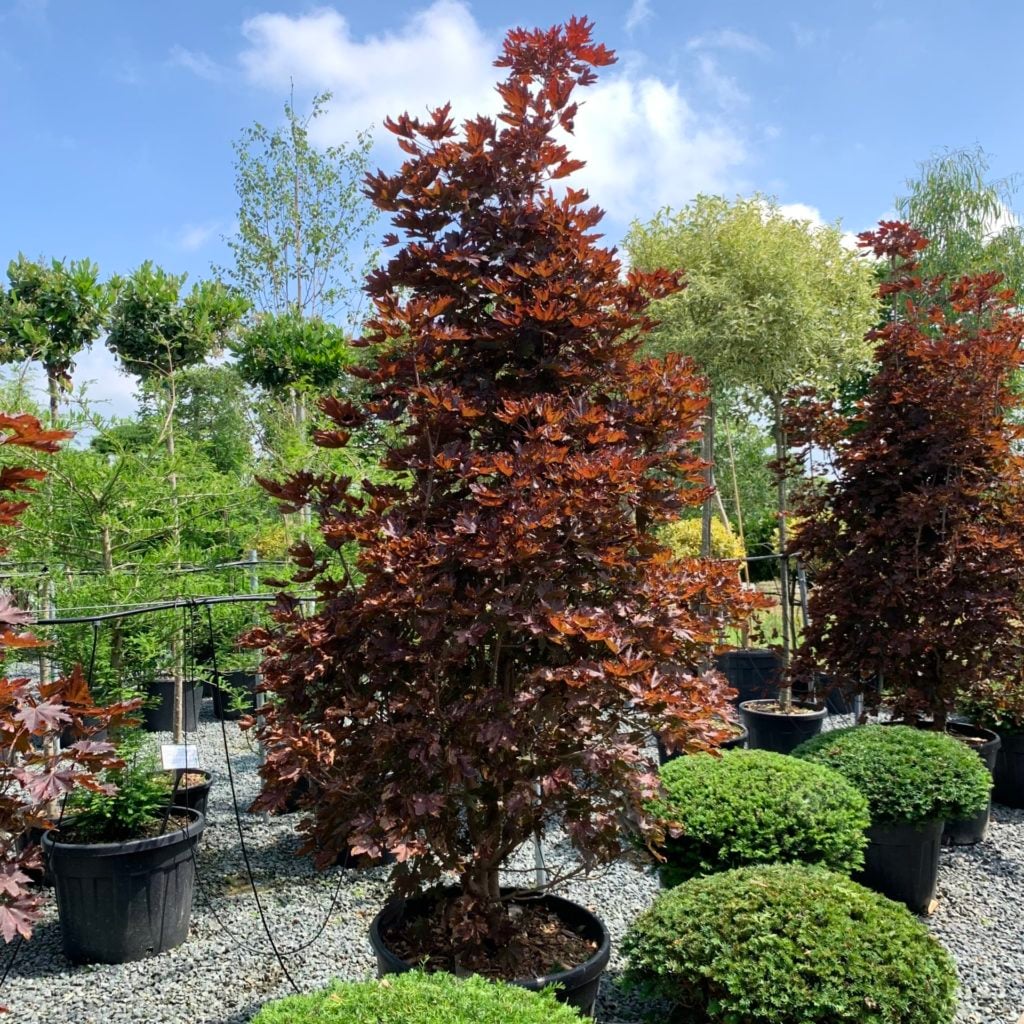 Acer platanoides 'Crimson Sentry' - Image 2