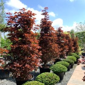 Acer platanoides 'Crimson Sentry'