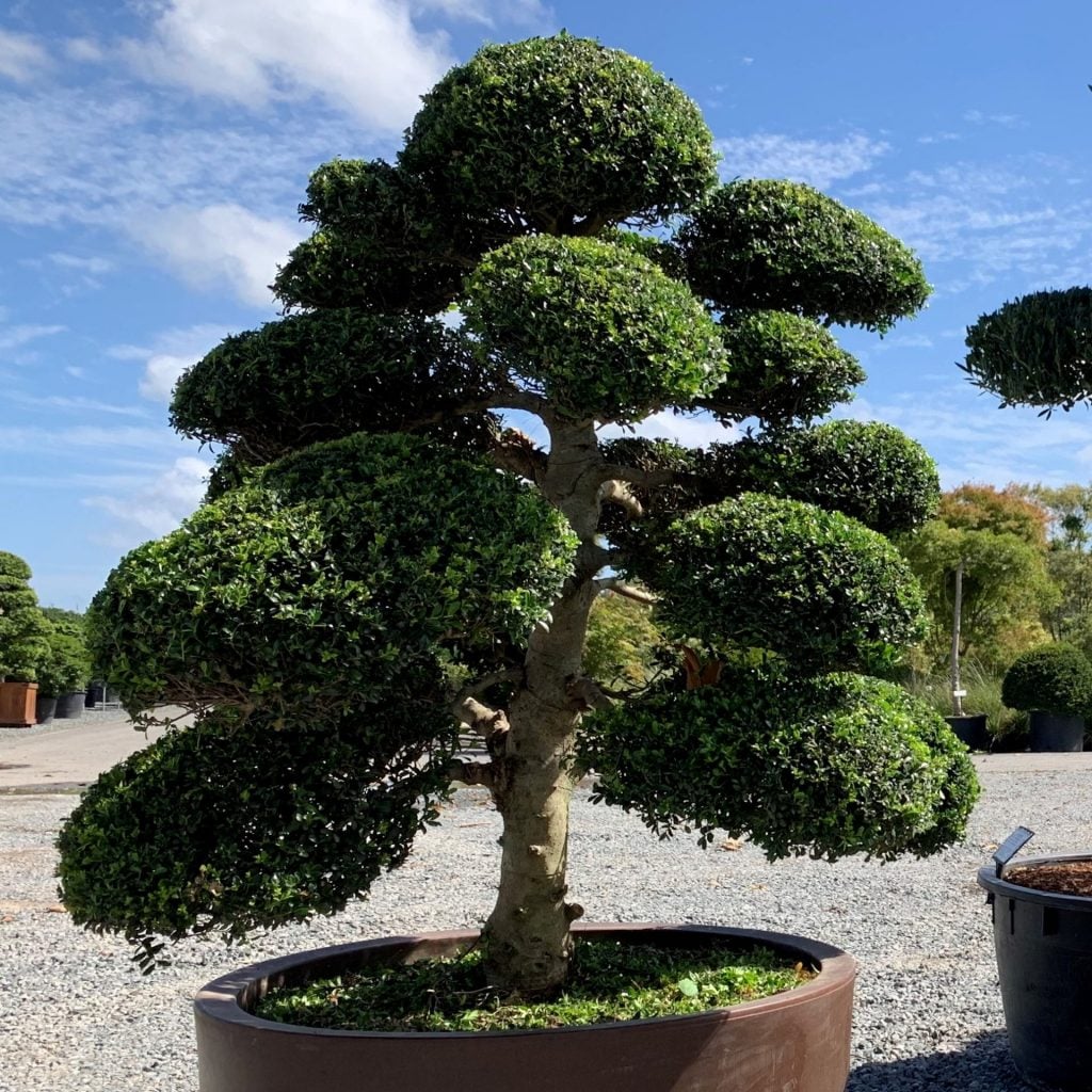 Ilex crenata - Niwaki (FB1, BR1, NIN1)
