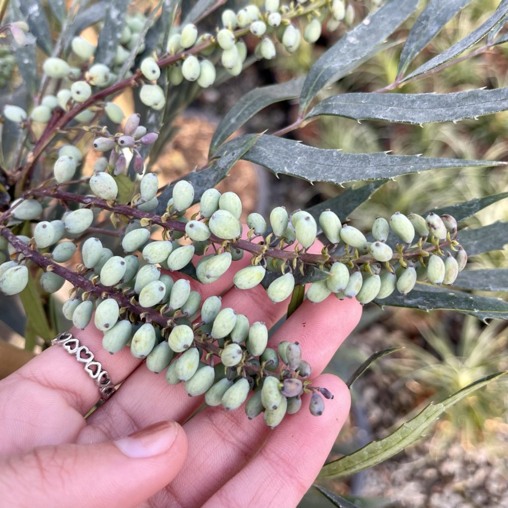 Mahonia Eurybracteata 'Sweet Winter'