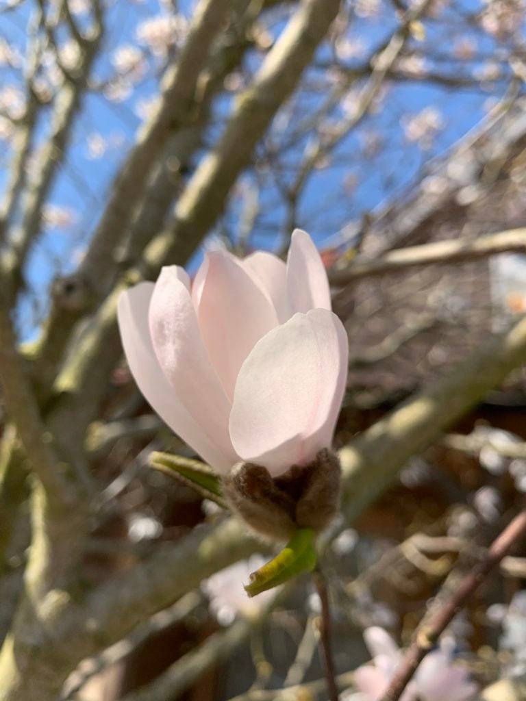 Magnolia Stellata 'Royal Star' - Image 2