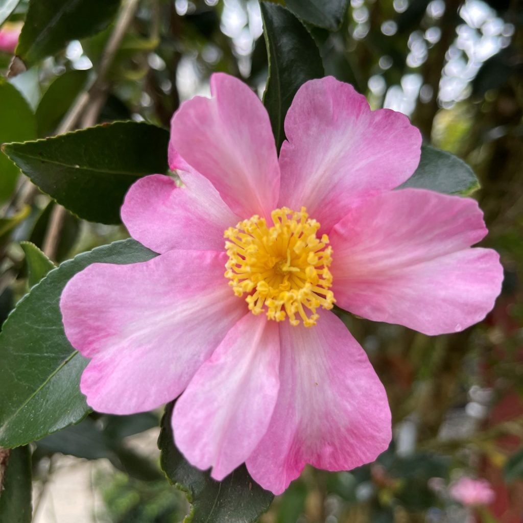 Camellia sasanqua