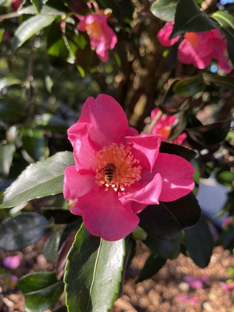 Camellia sasanqua - Image 2