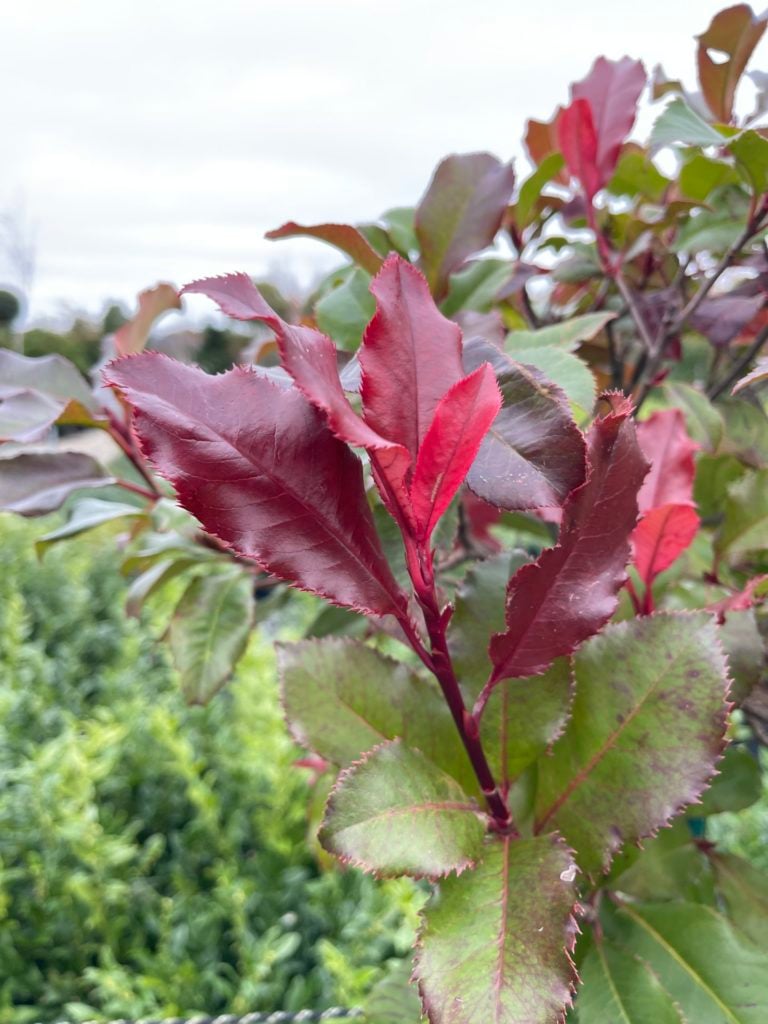 Photinia x fraseri 'Magical Volcano' - Image 2