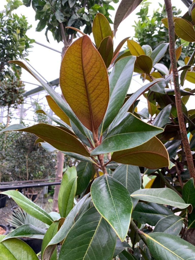 Magnolia grandiflora ferruginea - Image 2