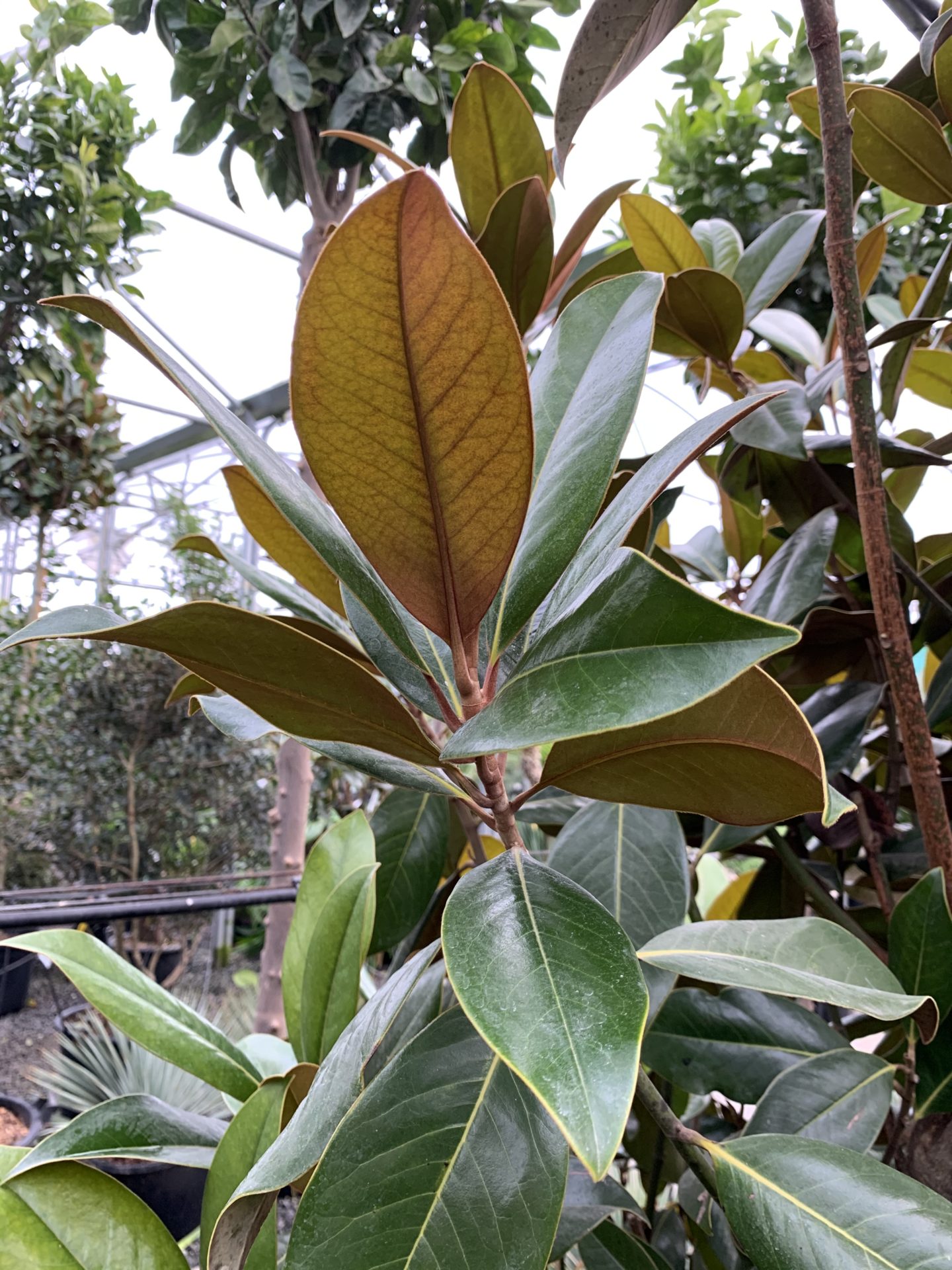 Magnolia grandiflora ferruginea - Architectural Plants