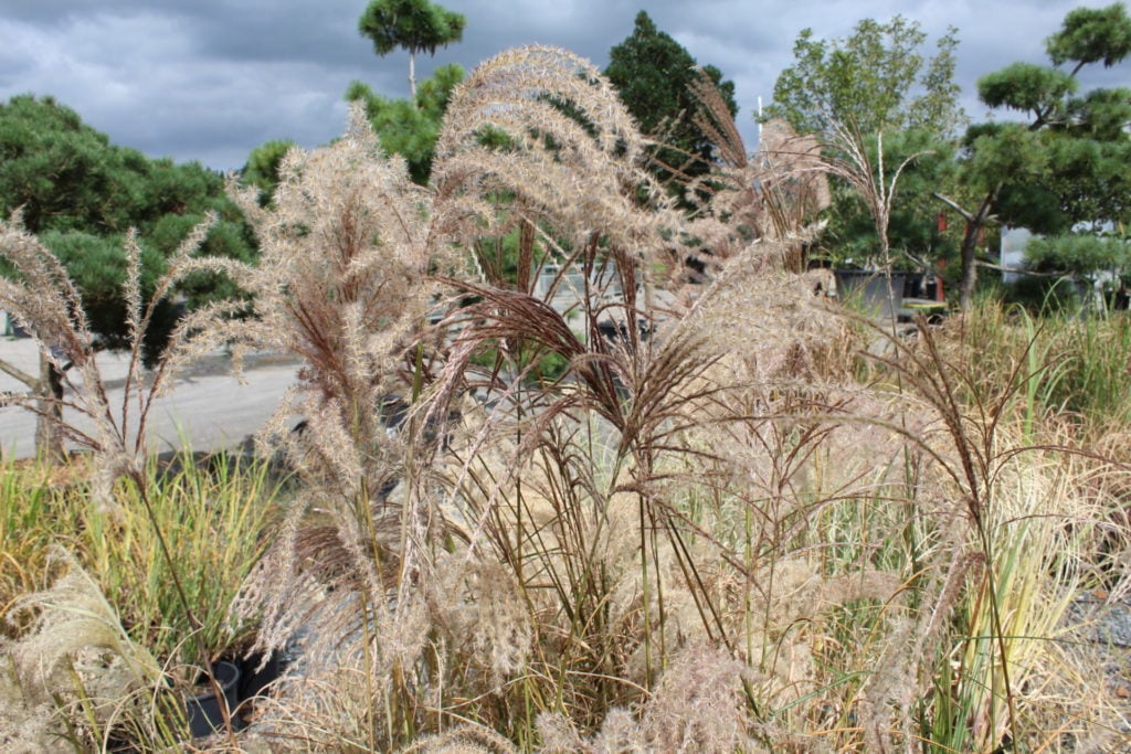 Miscanthus sinensis 'Graziella'