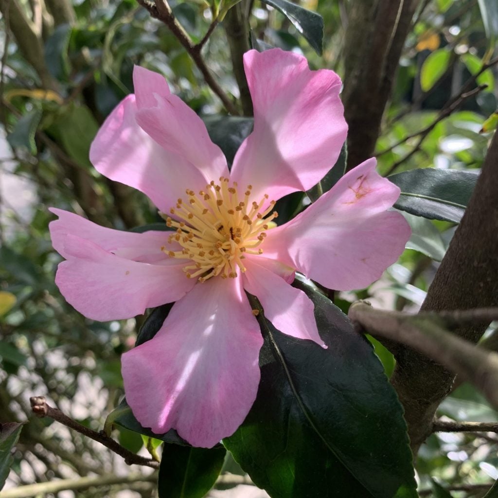 Camellia sasanqua - Image 3
