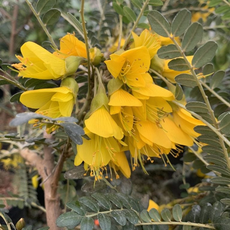 Sophora Microphylla 'Sun King' UK Plants Architectural Plants