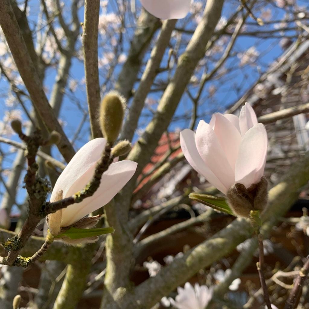 Magnolia Stellata 'Royal Star' - Image 4