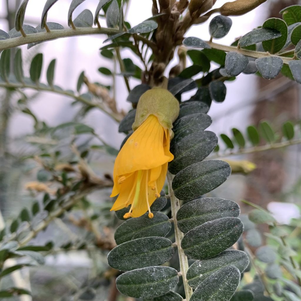 Sophora Microphylla 'Sun King' - Image 3