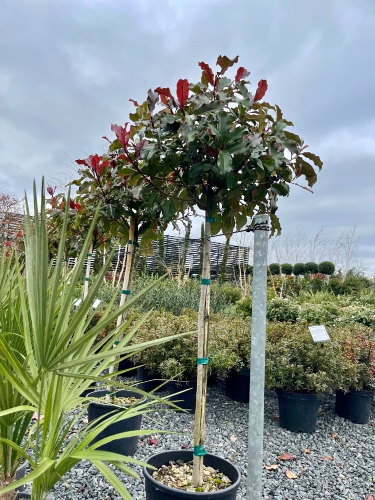 Photinia x fraseri 'Magical Volcano' - Image 4