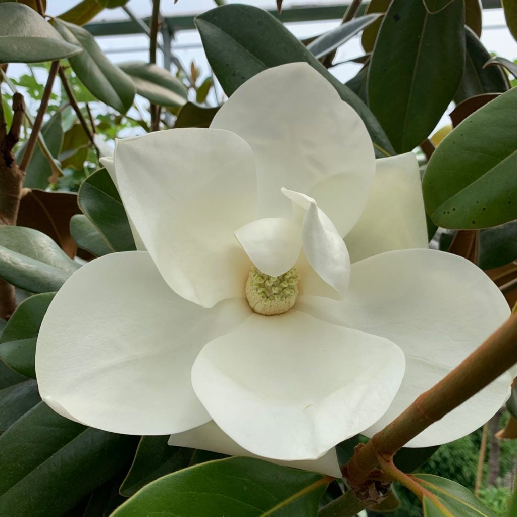 Magnolia grandiflora ferruginea - Image 3