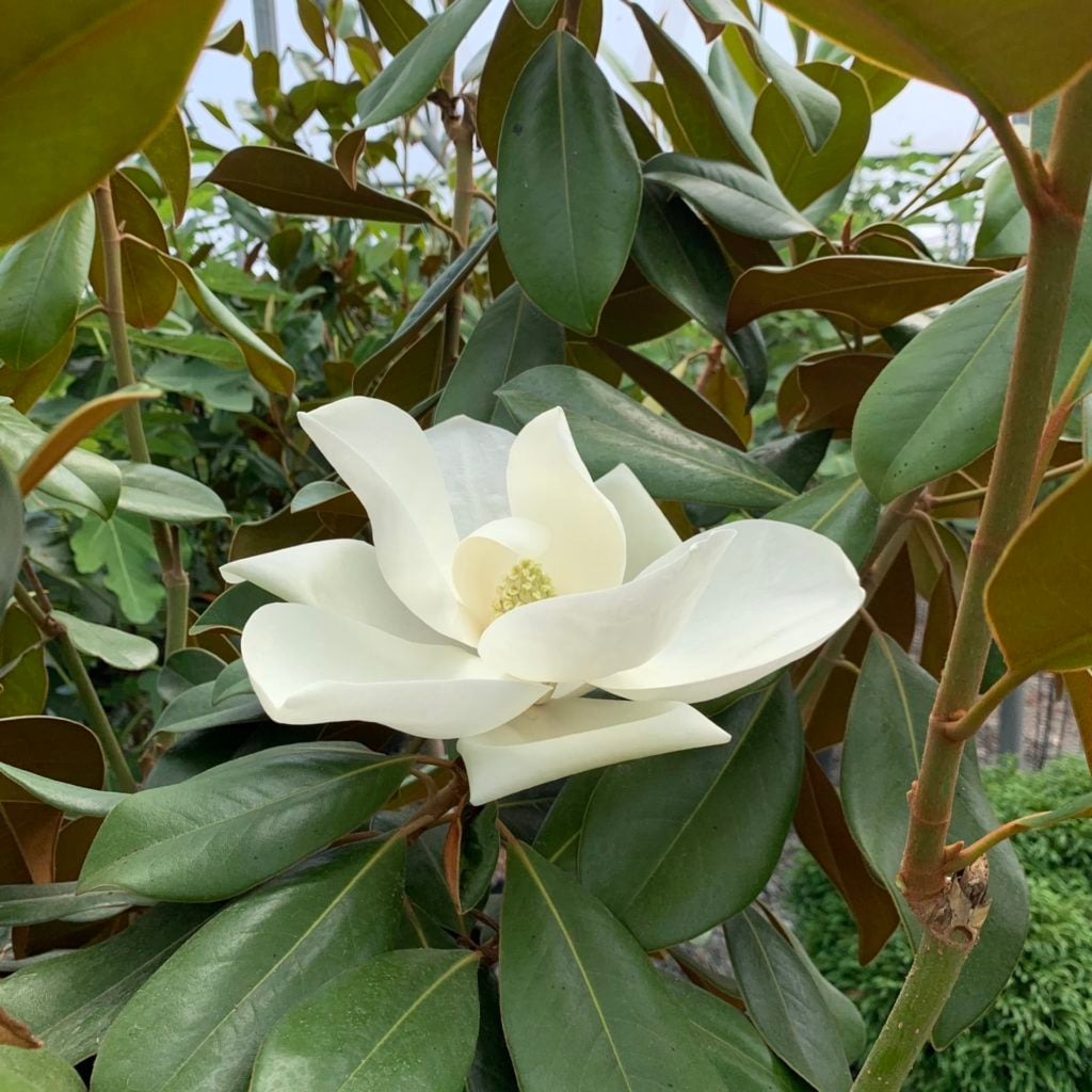 Magnolia grandiflora ferruginea
