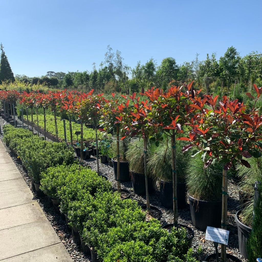 Photinia x fraseri 'Magical Volcano'