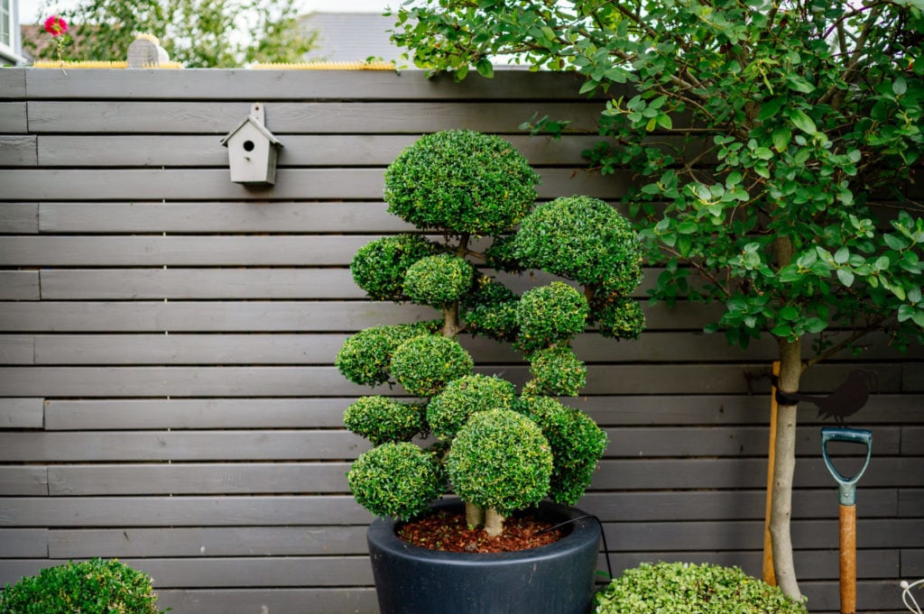 Ilex crenata - Niwaki (FB1, BR1, NIN1)