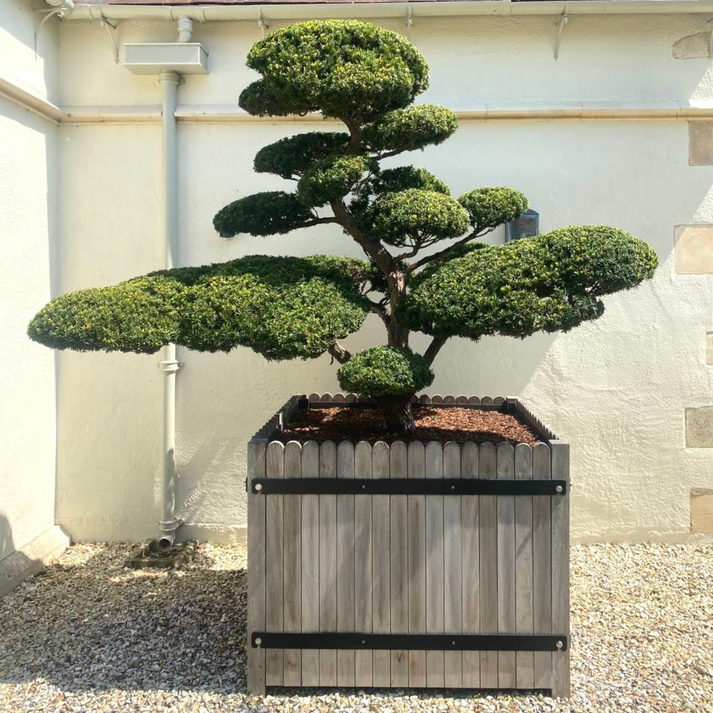 Taxus cuspidata 'Niwaki'