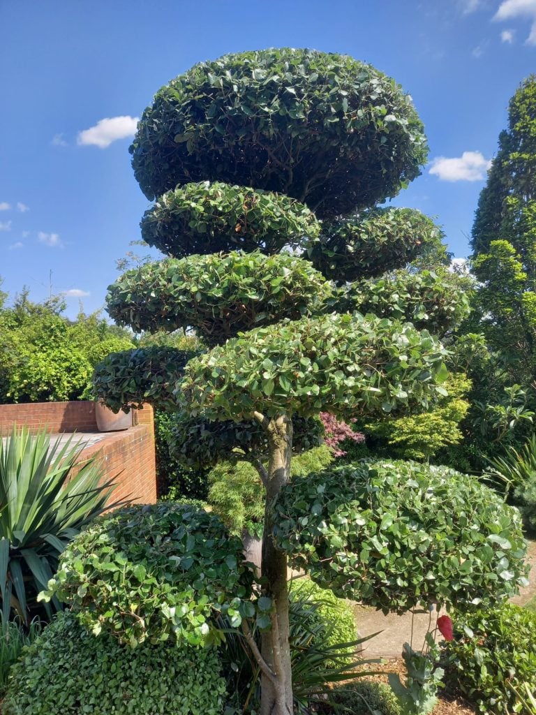 Quercus ilex - Niwaki (N1, HG)
