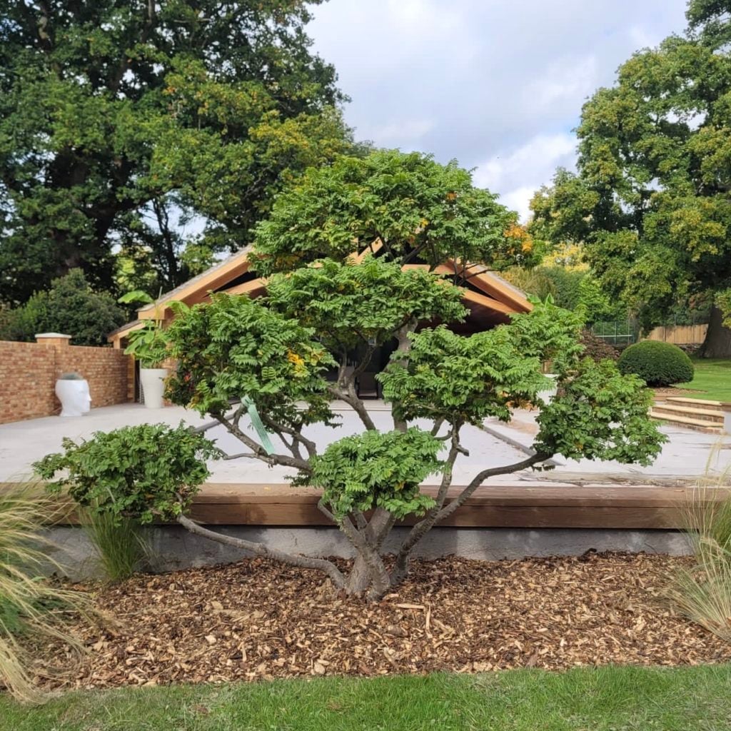 Ulmus hollandica 'Jacqueline Hillier' - Niwaki (BR1)