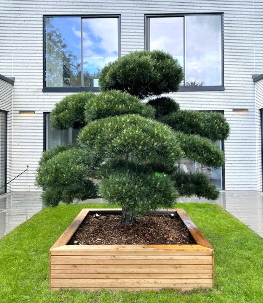 Pinus nigra - Niwaki (TH1, BR1)