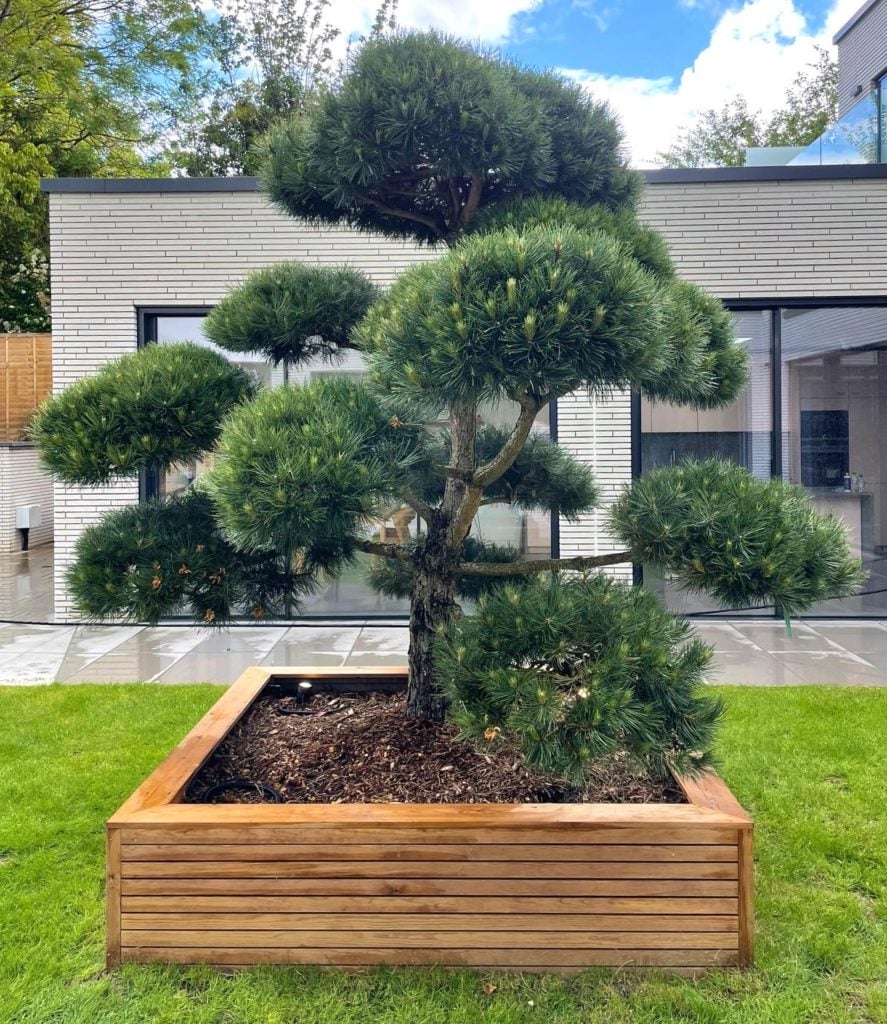 Pinus nigra - Niwaki (TH1, BR1)